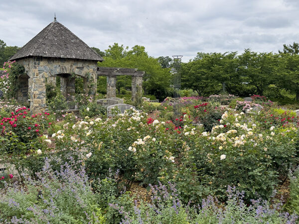 The Cochrane Rose Garden is bright and beautiful even on cloudy days. Bees and butterflies are easily found here. Photo Credit: Lisa Mease