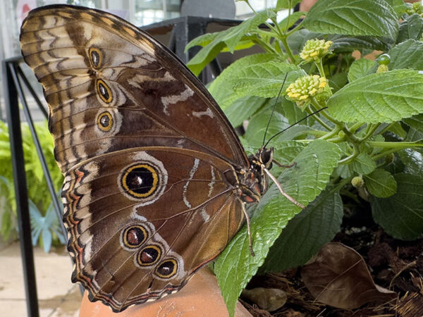 There's no need to travel to Mexico to see a common (or blue) morpho and many other beautiful butterflies and moths during Butterflies LIVE! Photo Credit: Lisa Mease