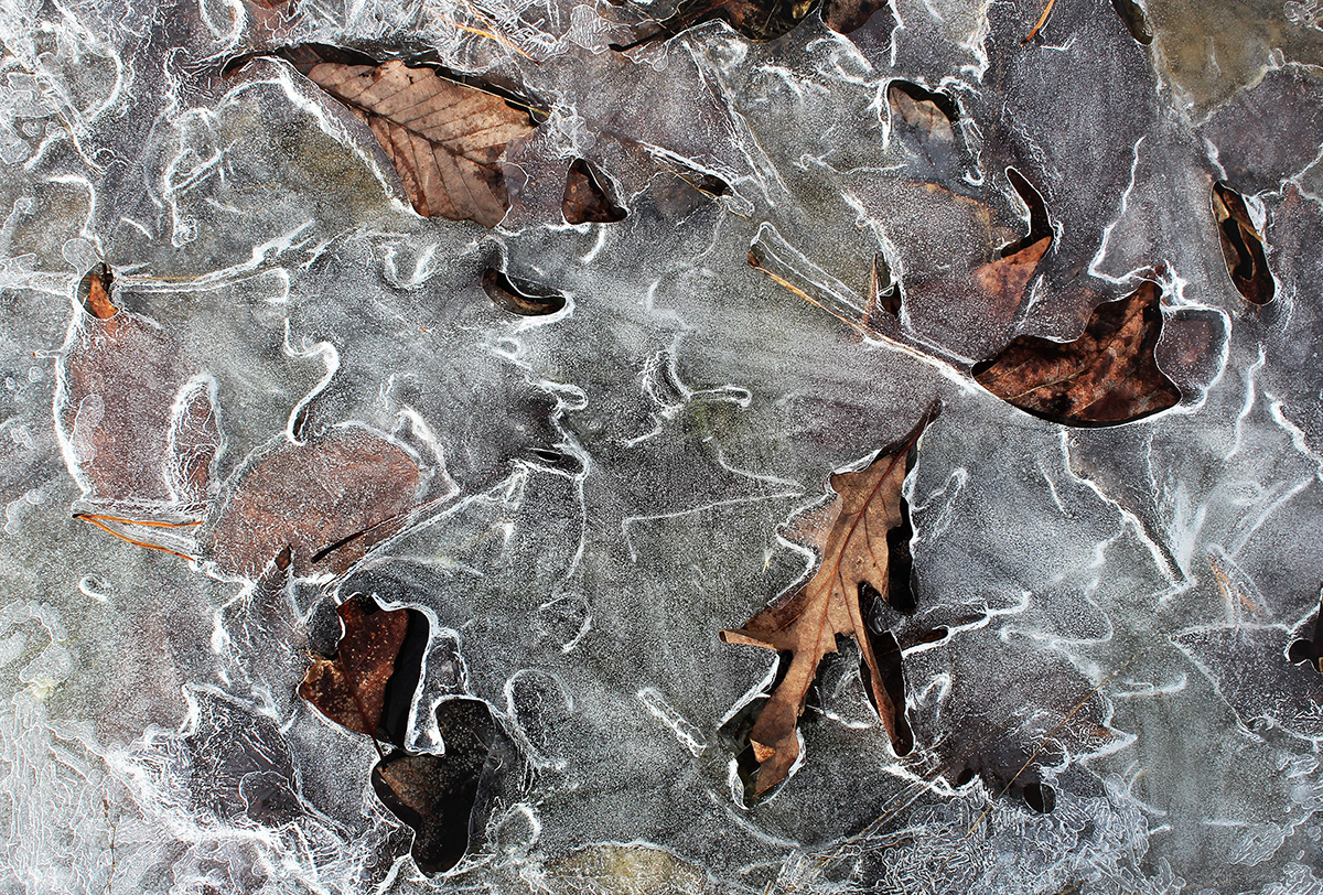 A gorgeous image of leaves frozen in ice