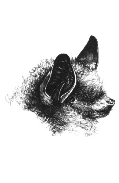 An image of Little Brown Bat