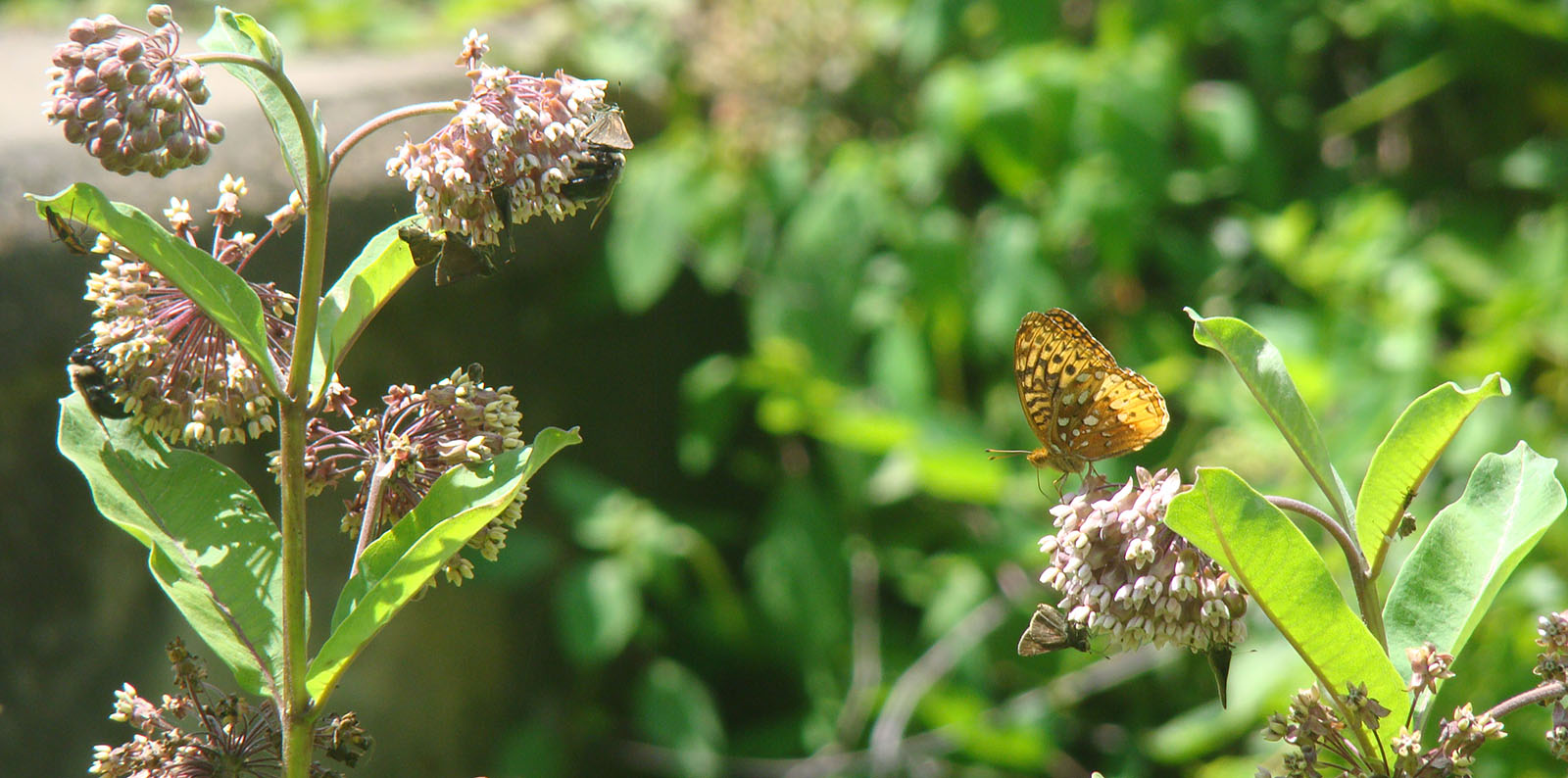 A photo of one large yellow butterfly on a flower, with many smaller, brown butterflies on flowers next to it.