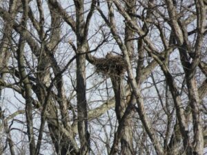 Great Horned Owl Nest 