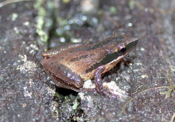 An image of Little Grass Frog