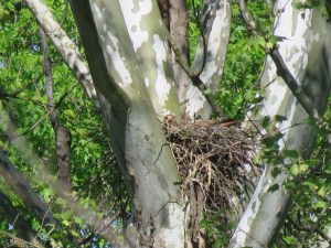 Red-tailed Hawk nest 