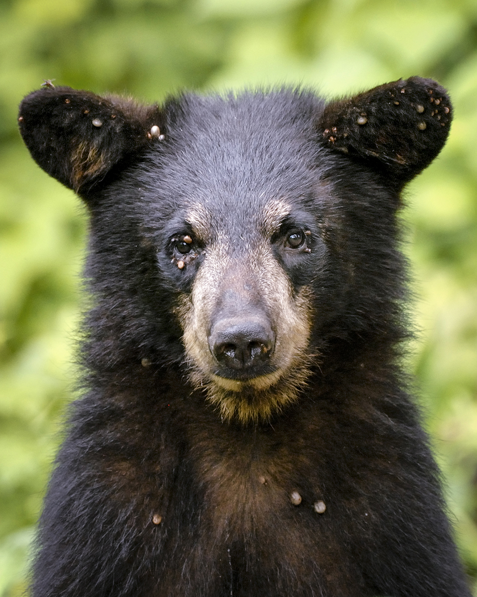 A black bear with a multitude of ticks near its ears, chest and eyes