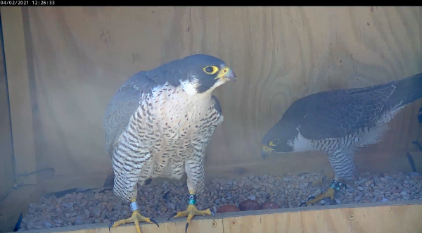 Male peregrine falcon takes off from the nest box after the female enters.