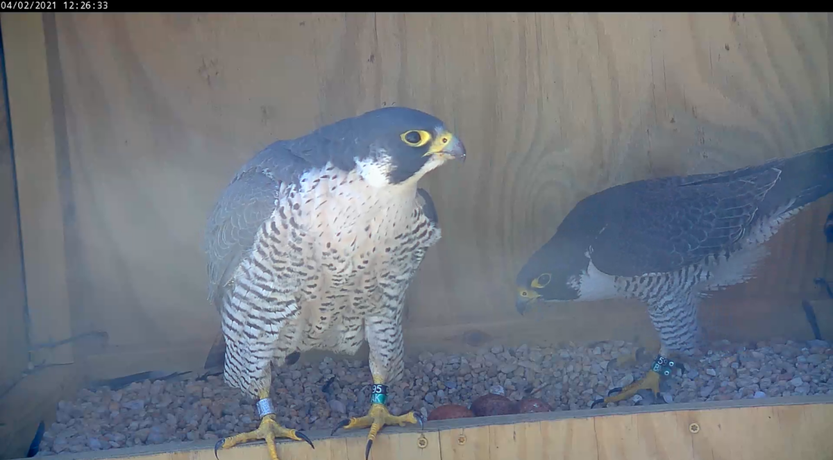 Female (left) leaves the nest box as the male (right) prepares to take her place on top of the eggs.