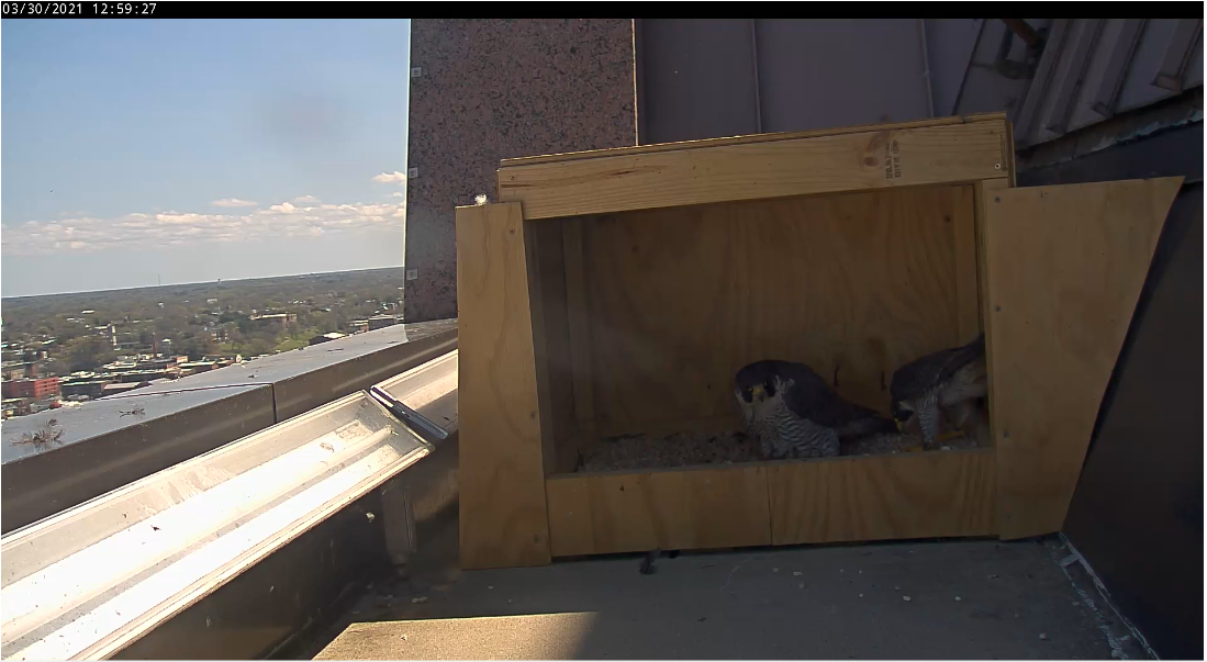 Female falcon (left) lays her second egg of the season while the male (right) observes.