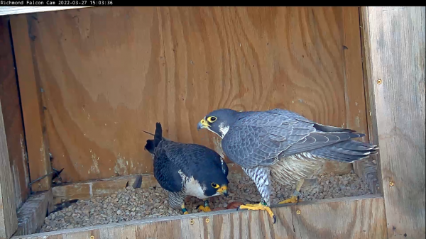 Male and female peregrine falcon together at the nest box