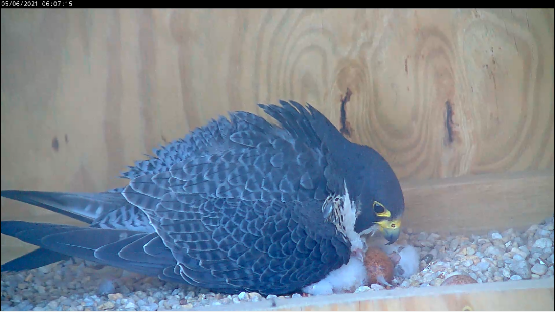 Male falcon brooding chicks for the first time.