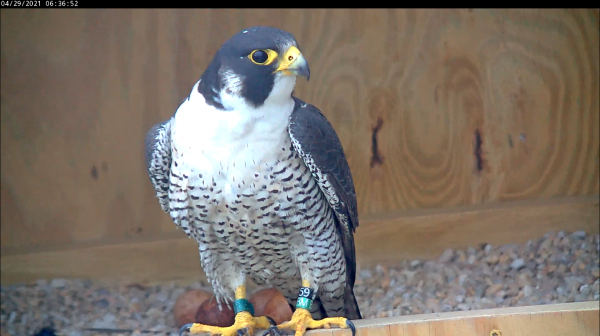 The male falcon takes off from the nest box, making room for the returning female and providing us with a nice look at the 4 egg clutch.