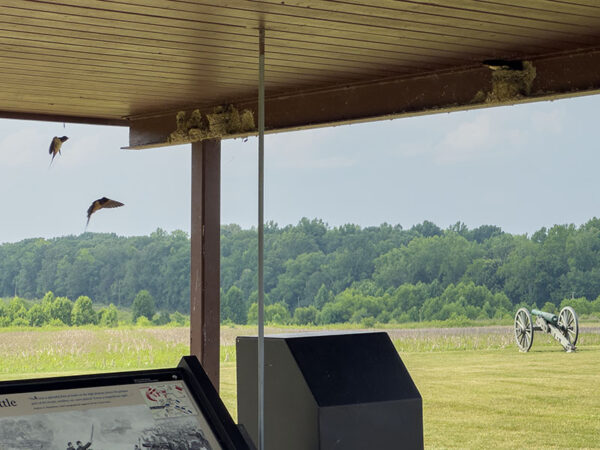 Barn swallows nest at the kiosk. Photo Credit: Lisa Mease