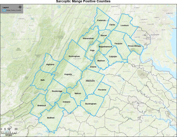 Counties considered positive for mange in black bears in Virginia (as of July 2024)