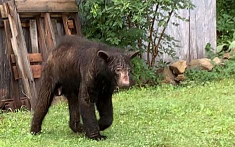 Black Bear cub litter may be a record