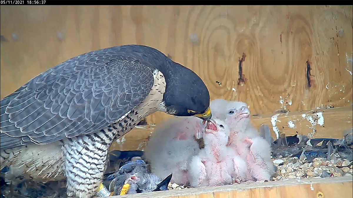 A peregrine falcon feeding their four chicks blue jay