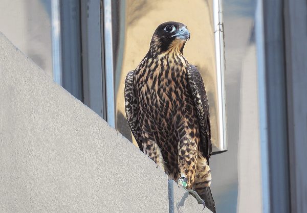 Juvenile female Peregrine Falcon walking along the railing of a tower one block east of the Riverfront Plaza building (nest box location). Photo by Jessica Ruthenberg.