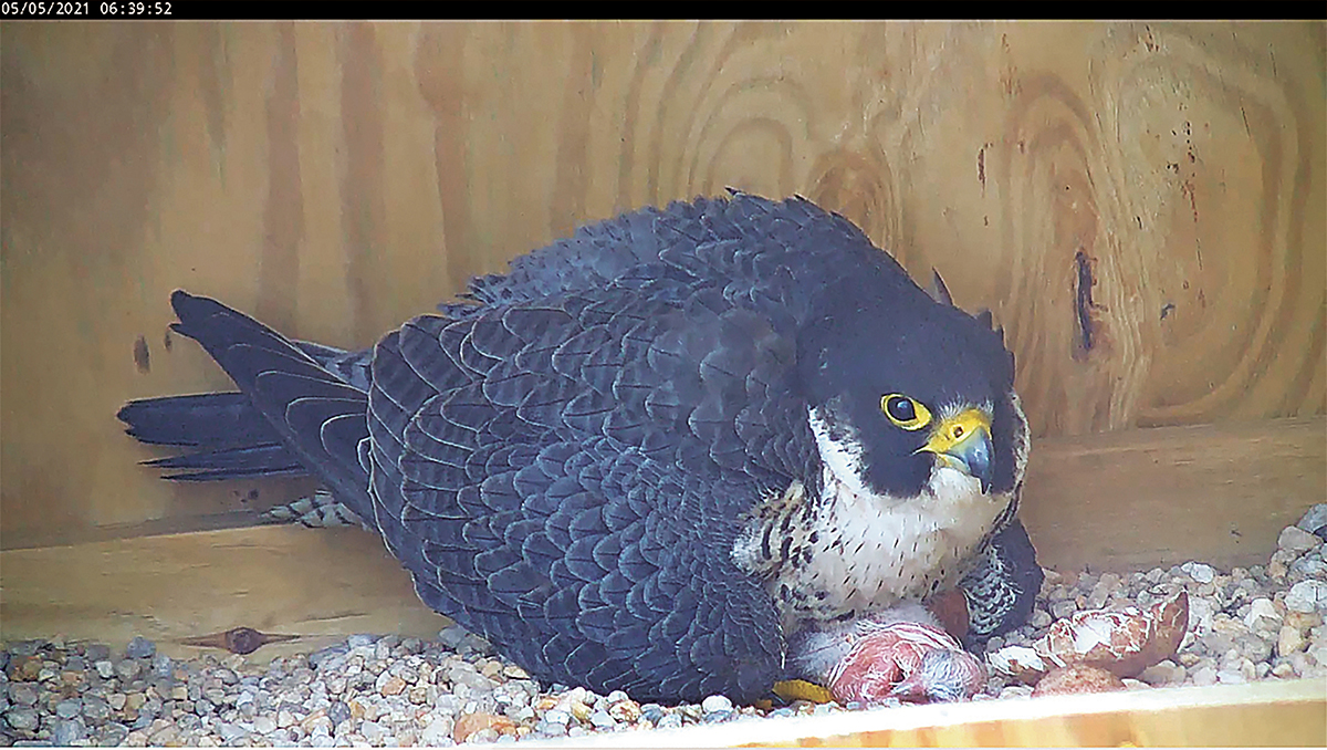 The female peregrine falcon brooding over her newly hatched chicks