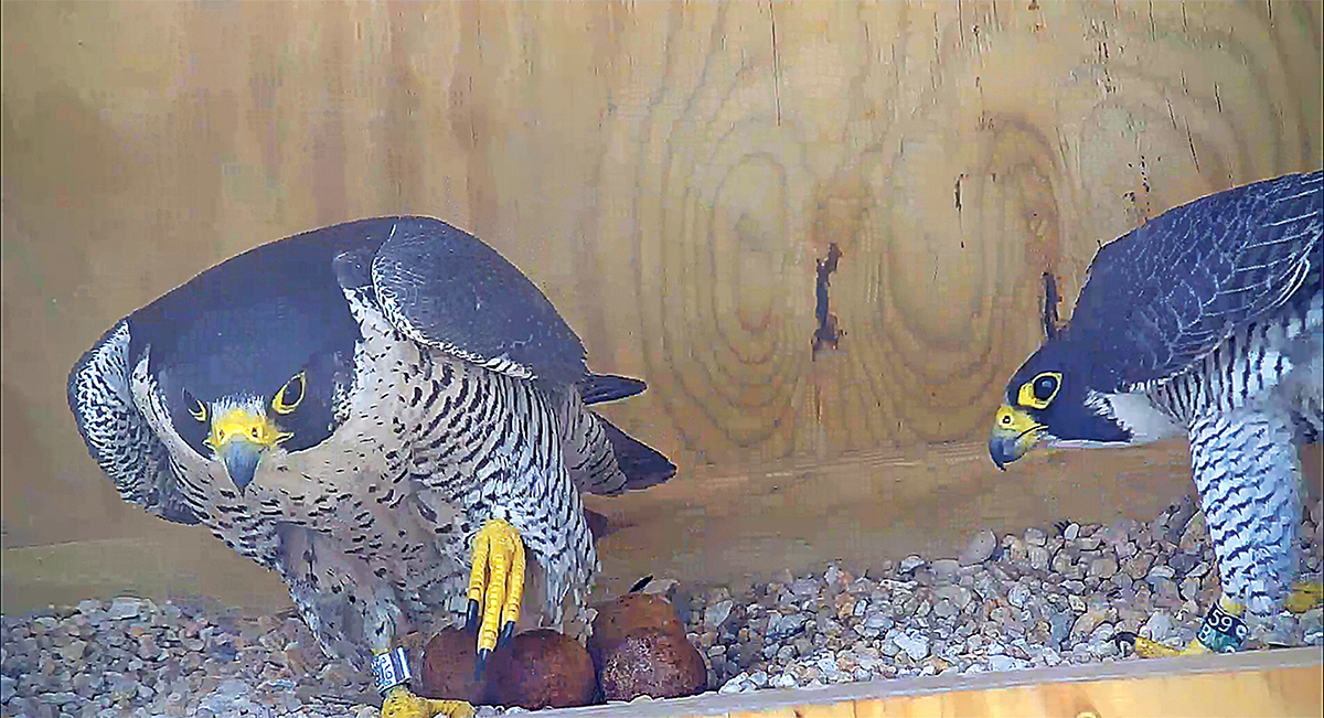 the parent peregrine falcons exchanging position on who sits on the four eggs
