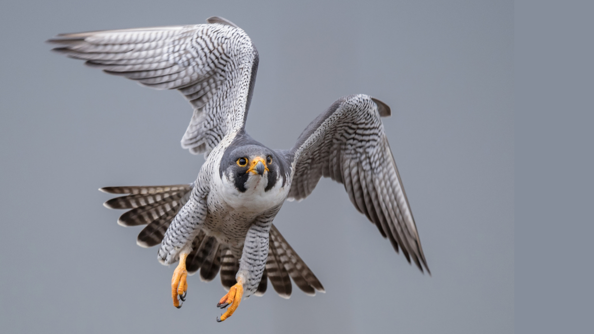 Peregrine Falcon in flight