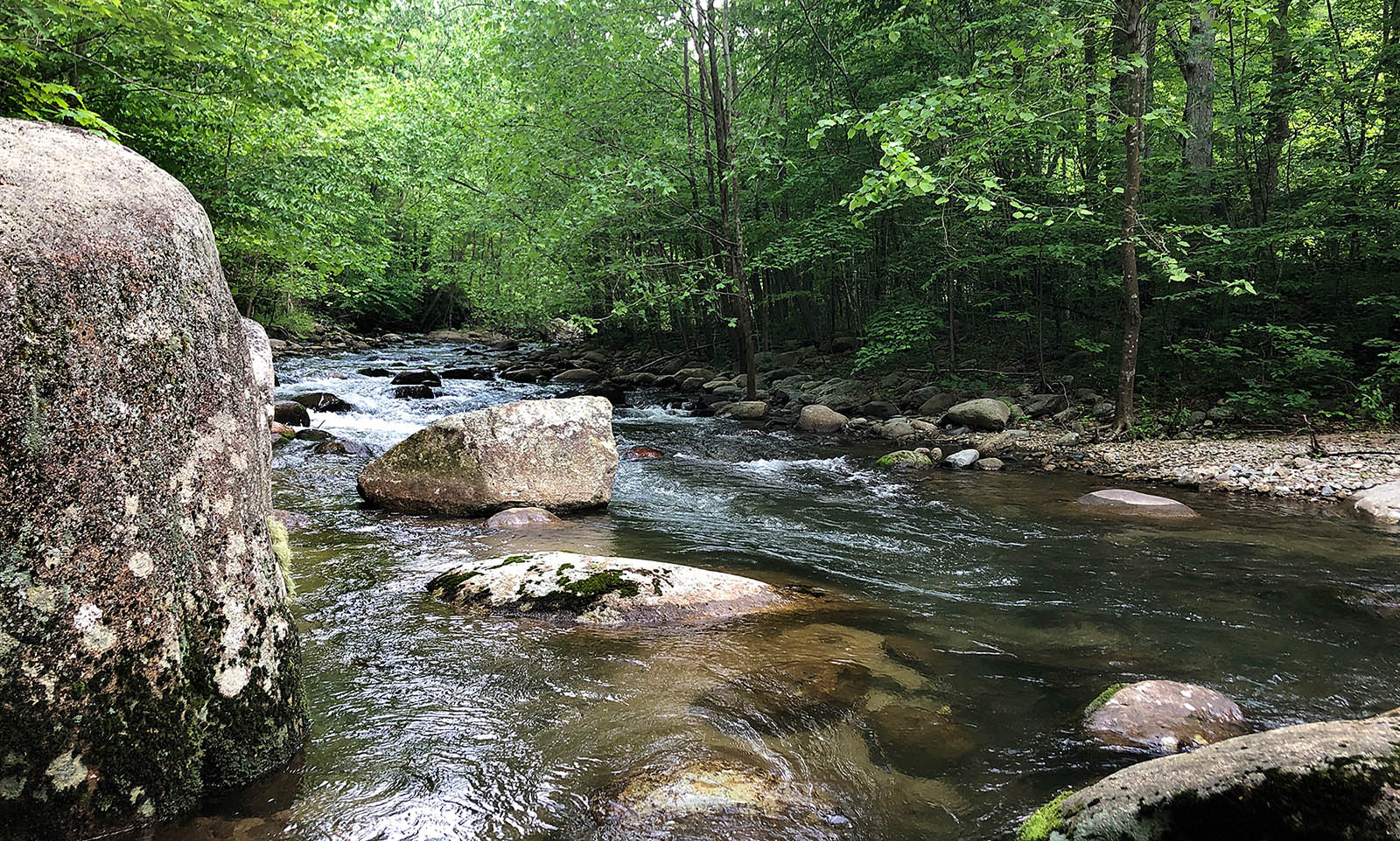 A beautiful photo of a river tumbling past rocks, with green-leaved trees on the banks.
