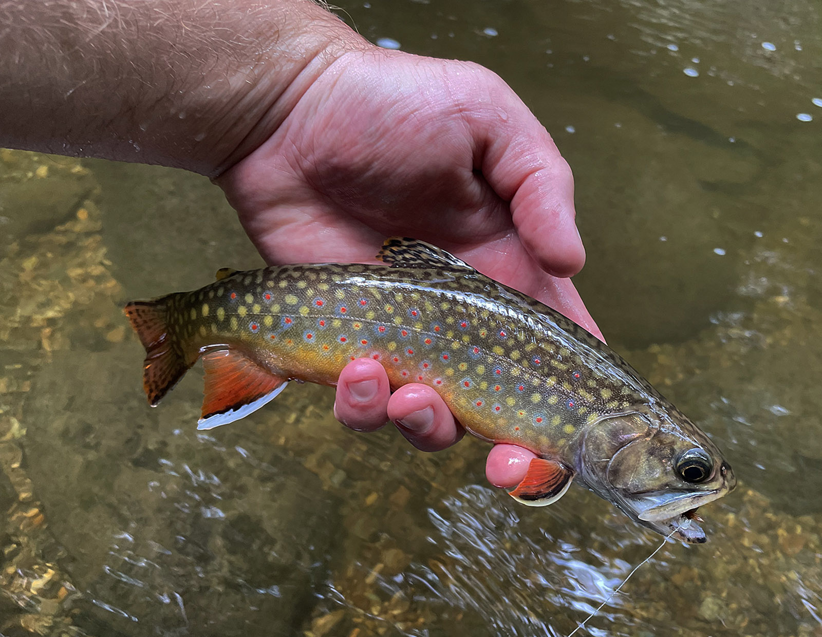A photo of a colorful brook trout, with red and yellow dots, being held out of the water in a hand.