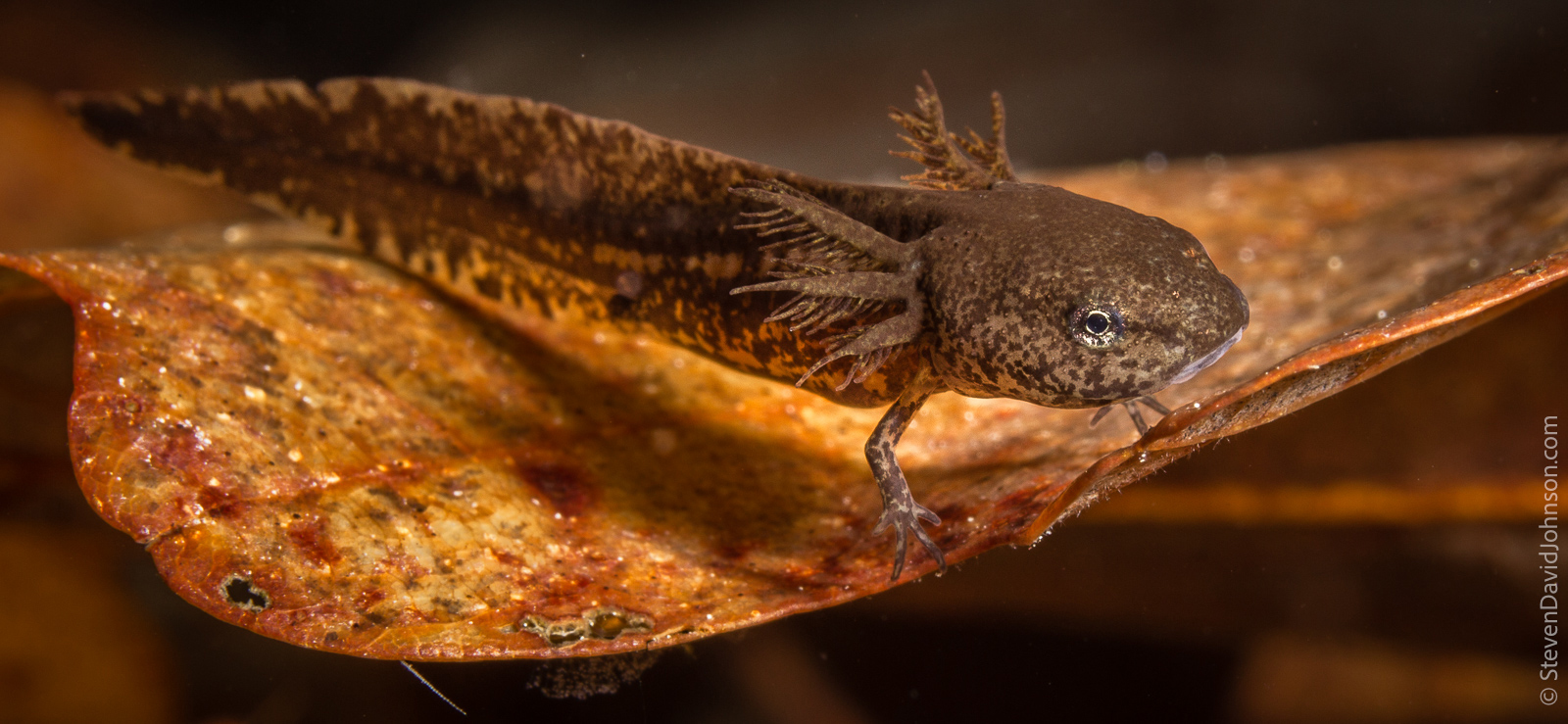 A photo of a marbled salamander larva with just two legs and an extended tail and fins floating in the water on a leaf.