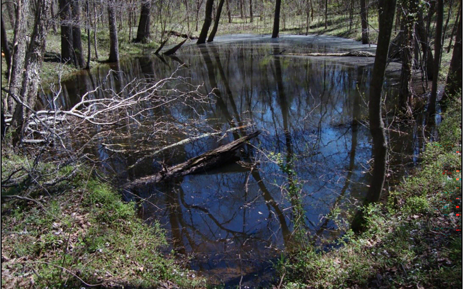 A photo of a small pond in the middle of the woods.