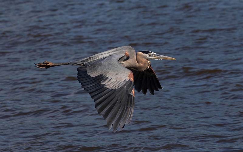 Marsh Cam | Virginia DWR