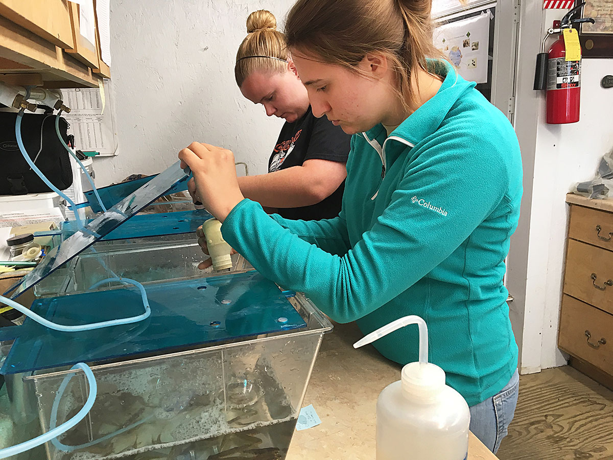 An image of Mussel recovery biologists preparing fish for glochidia to latch upon their gills and grow for a short period of time before they naturally fall off and can be collected by the AWCC staff.