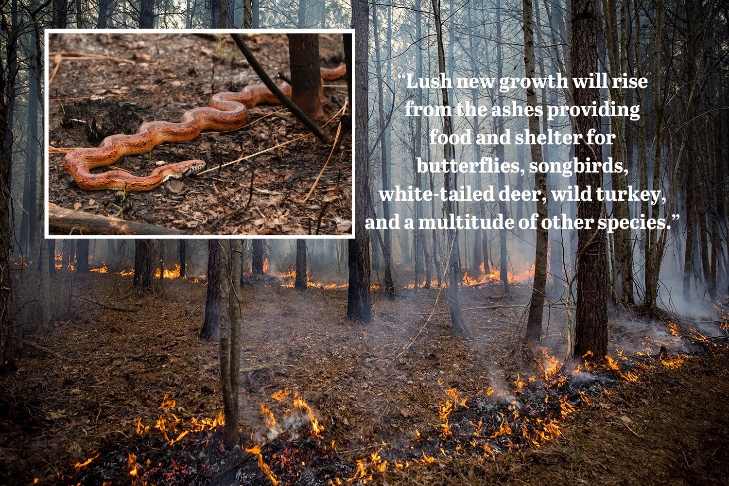 An image of a forest on fire with the quote "lush new growth will rise from the ashes providing food and shelter for butterflies, songbirds, white tailed deer, wild turkey and a multitude of other species"