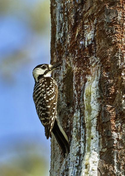 Prescribed fire helped create habitat needed by the federally endangered red-cockaded woodpecker.