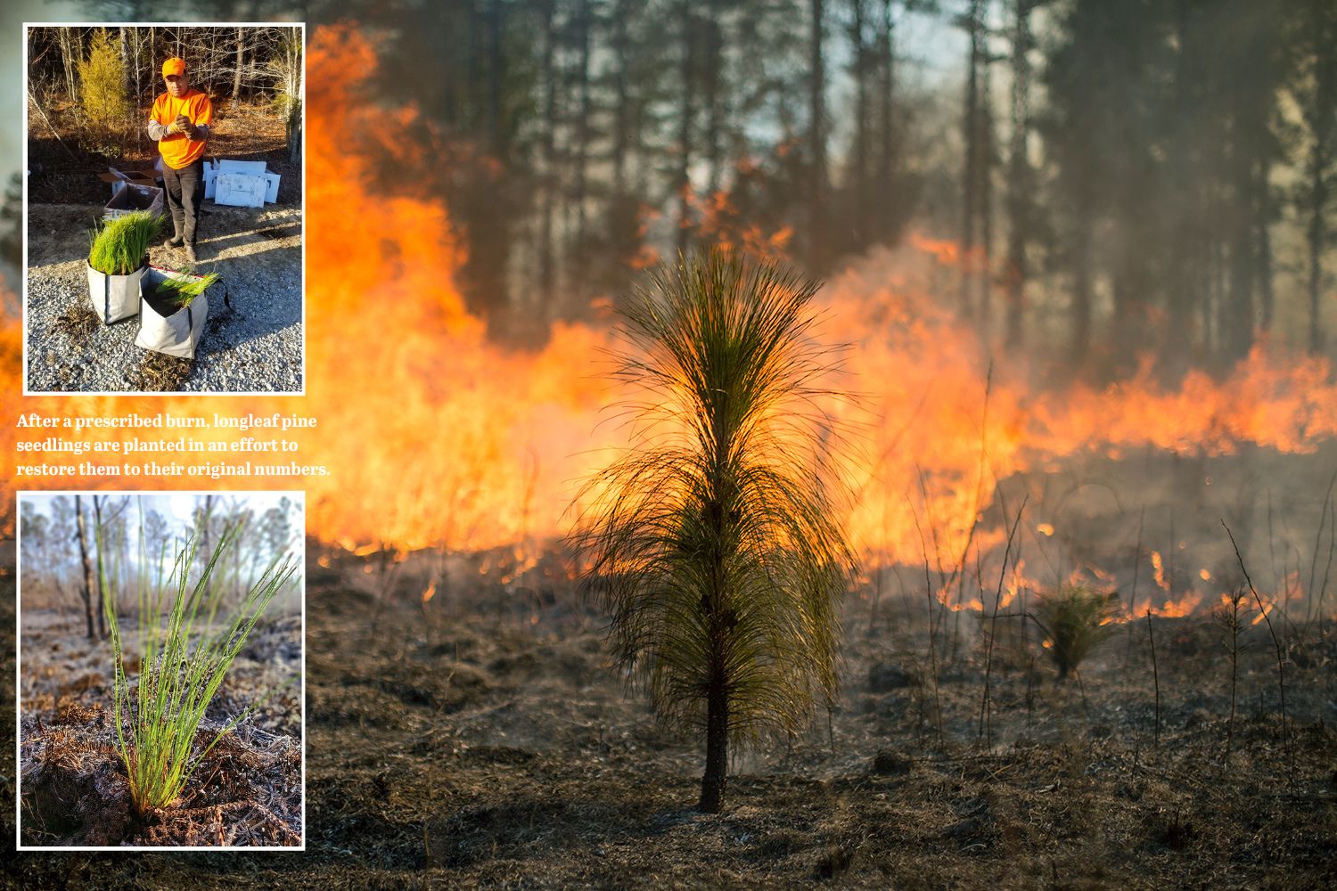 After a prescribed burn the loblolly pines could be planted so a pine savannah could be established