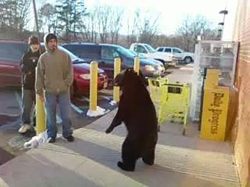 A photo of a black bear standing on its hind legs outside a store, with two people walking very near to it. 