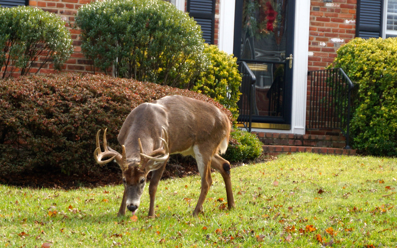 A photo of a large white-tailed buck with antlers standing on the lawn of a brick house, just a few feet from the front door. 