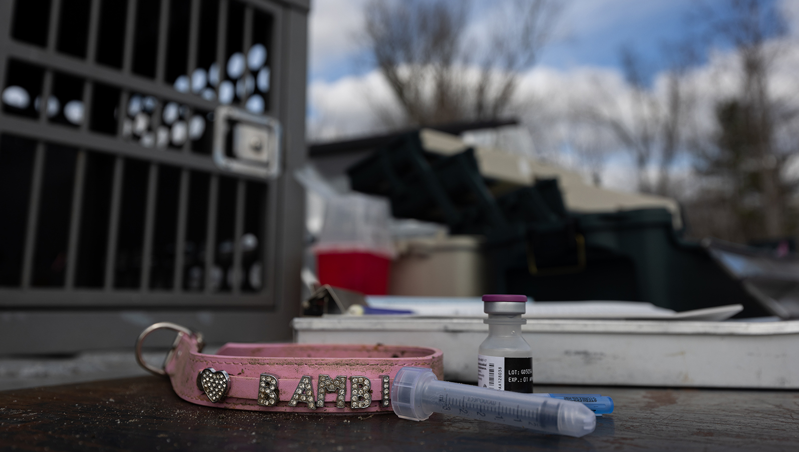A photo of a pink collar with Bambi lettering sitting on a truck tailgate next to a syringe and a bottle of medication. 