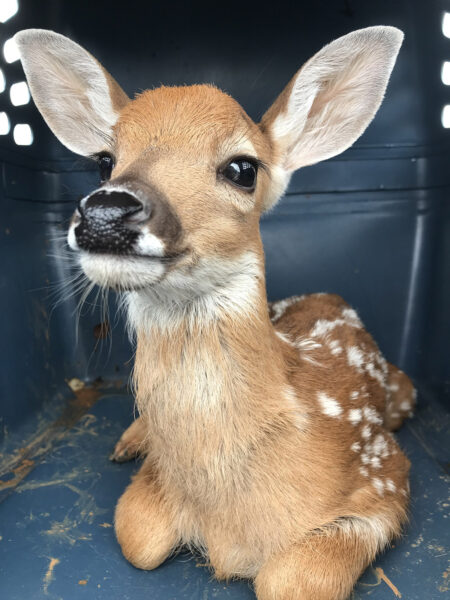 A photo of a young white-tailed deer fawn lying down in a dog crate, looking up with large, innocent eyes.