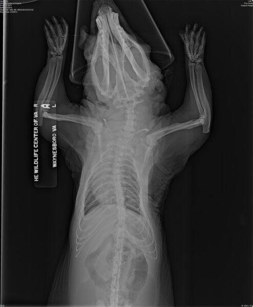An x-ray of an opossum showing curved leg bones and a curved spine. 