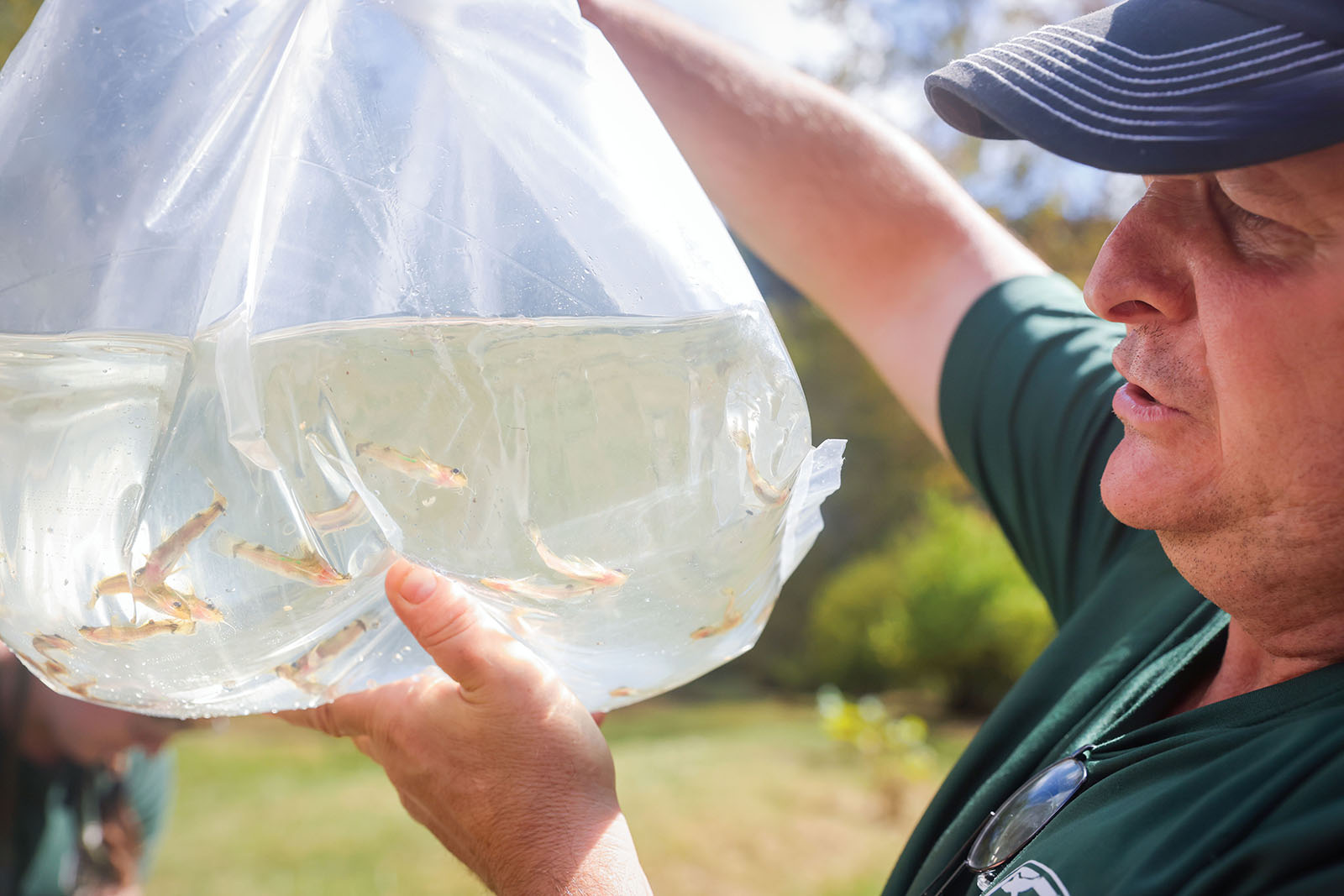 A photo of a man in a DWR uniform holding up a plastic bag filled with water and juvenile fish.