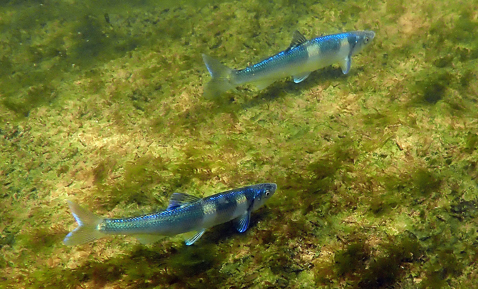 An underwater photo of two small, blue fish.