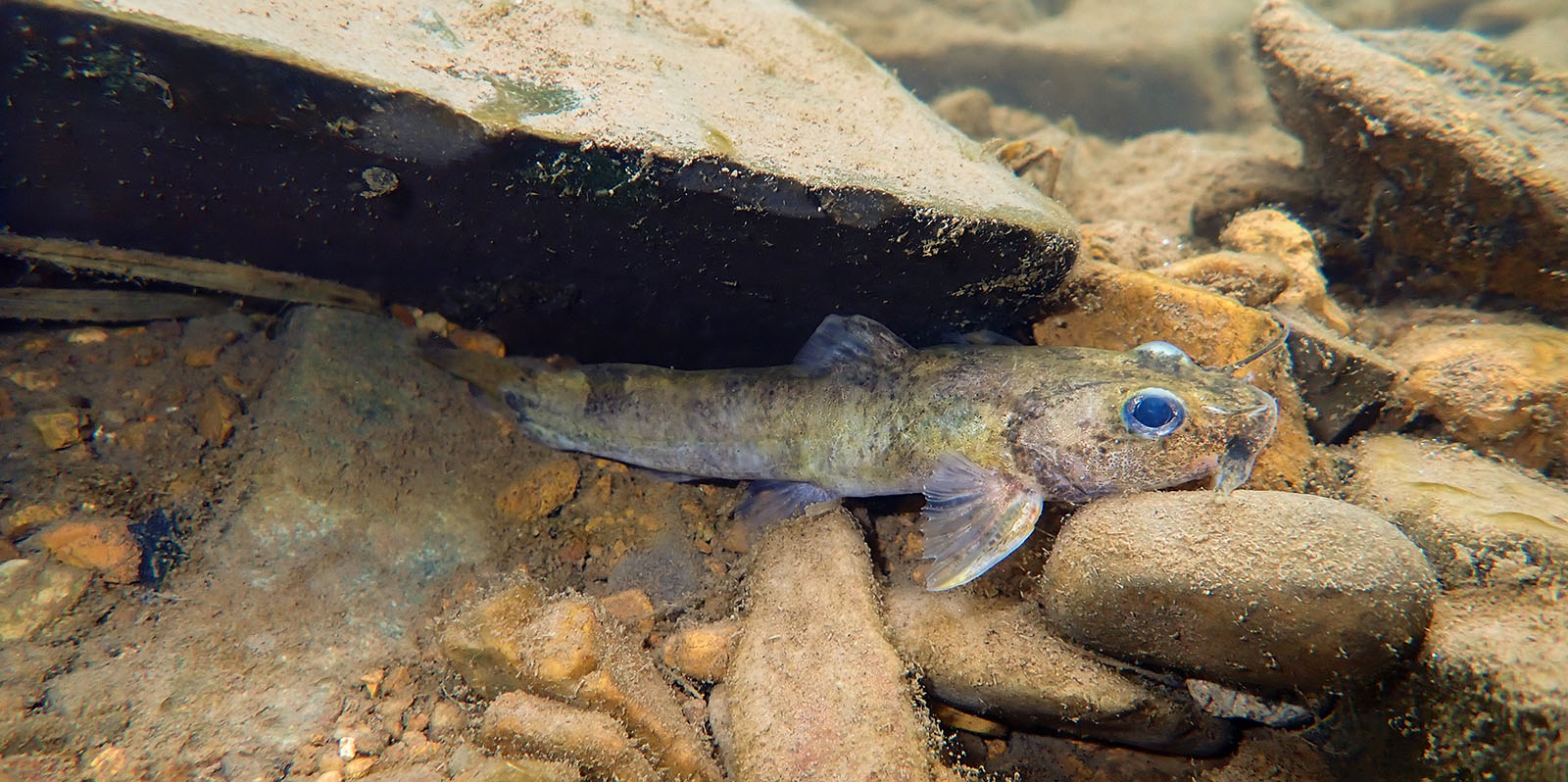 An underwater photo of a small, striped yellow fish half hiding under a rock.