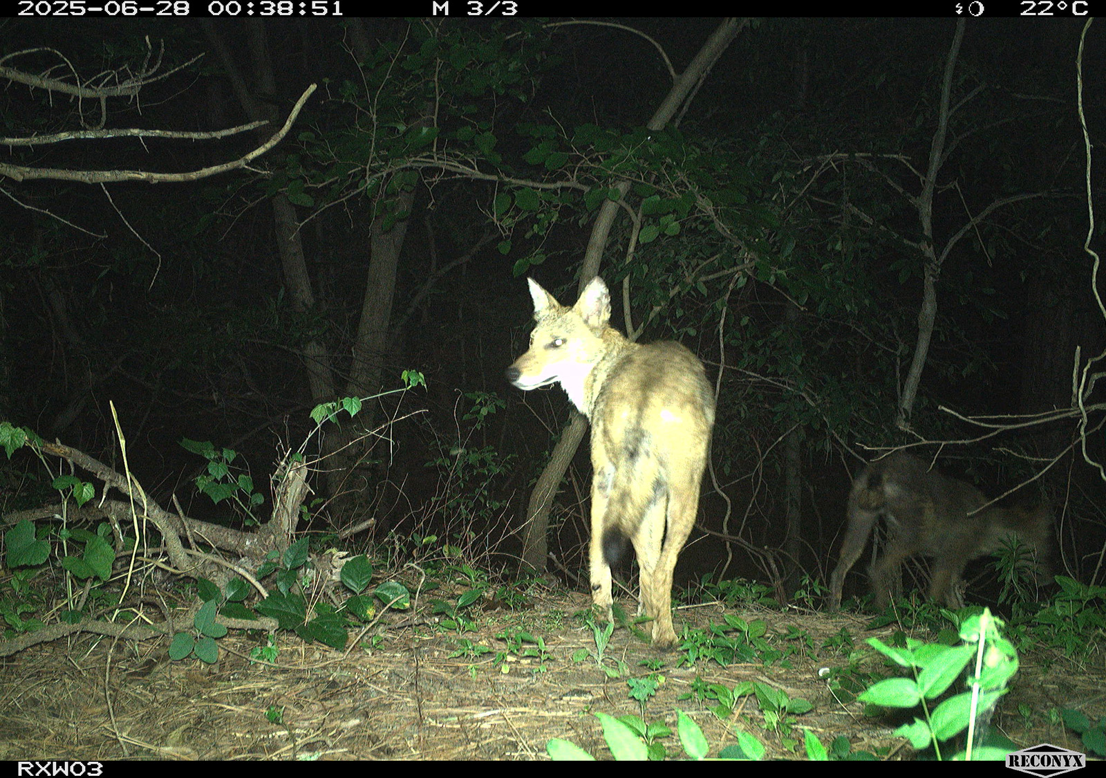 A trail camera photo of a coyote.