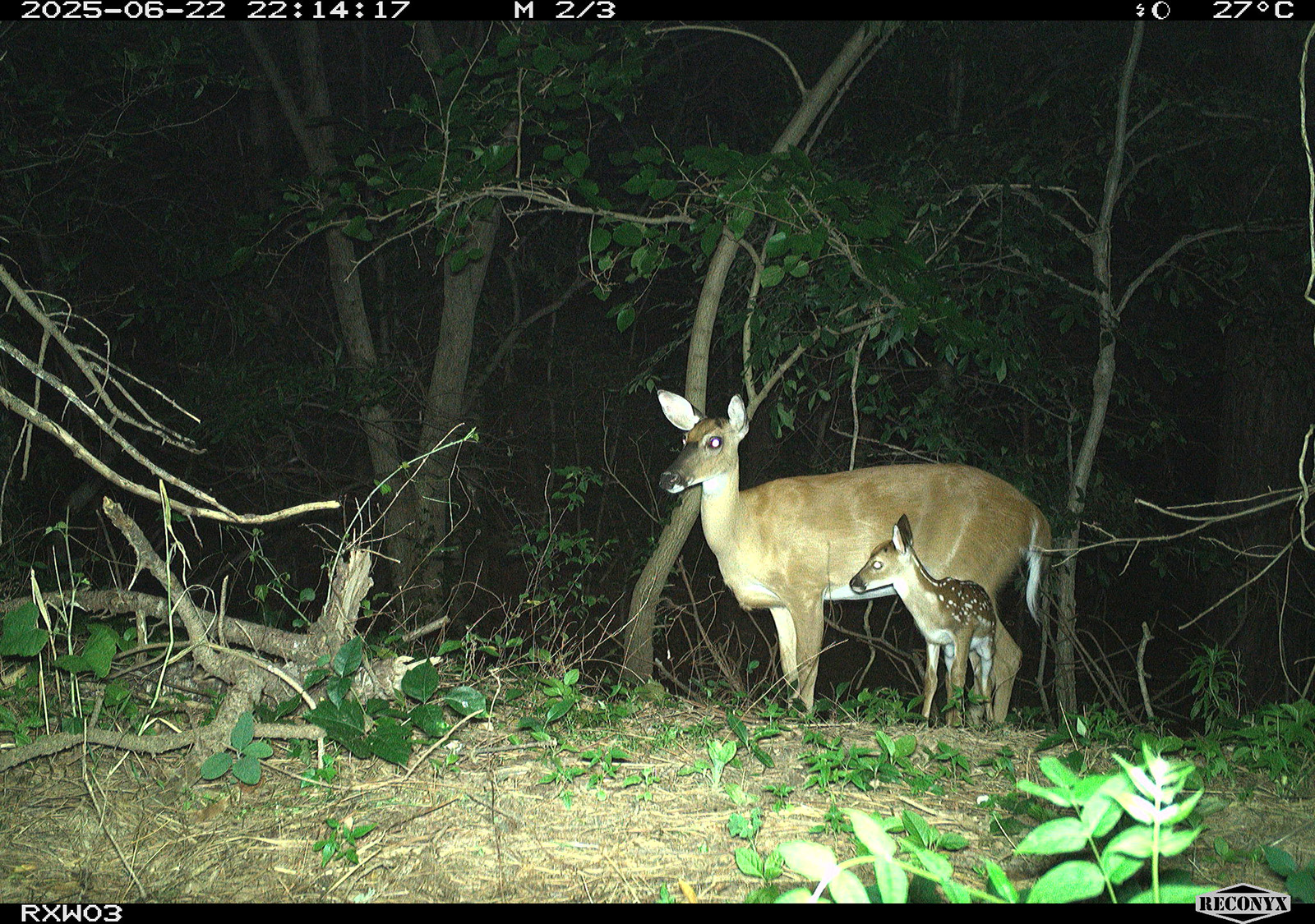 A trail camera photo of a whitetail deer doe with a fawn.