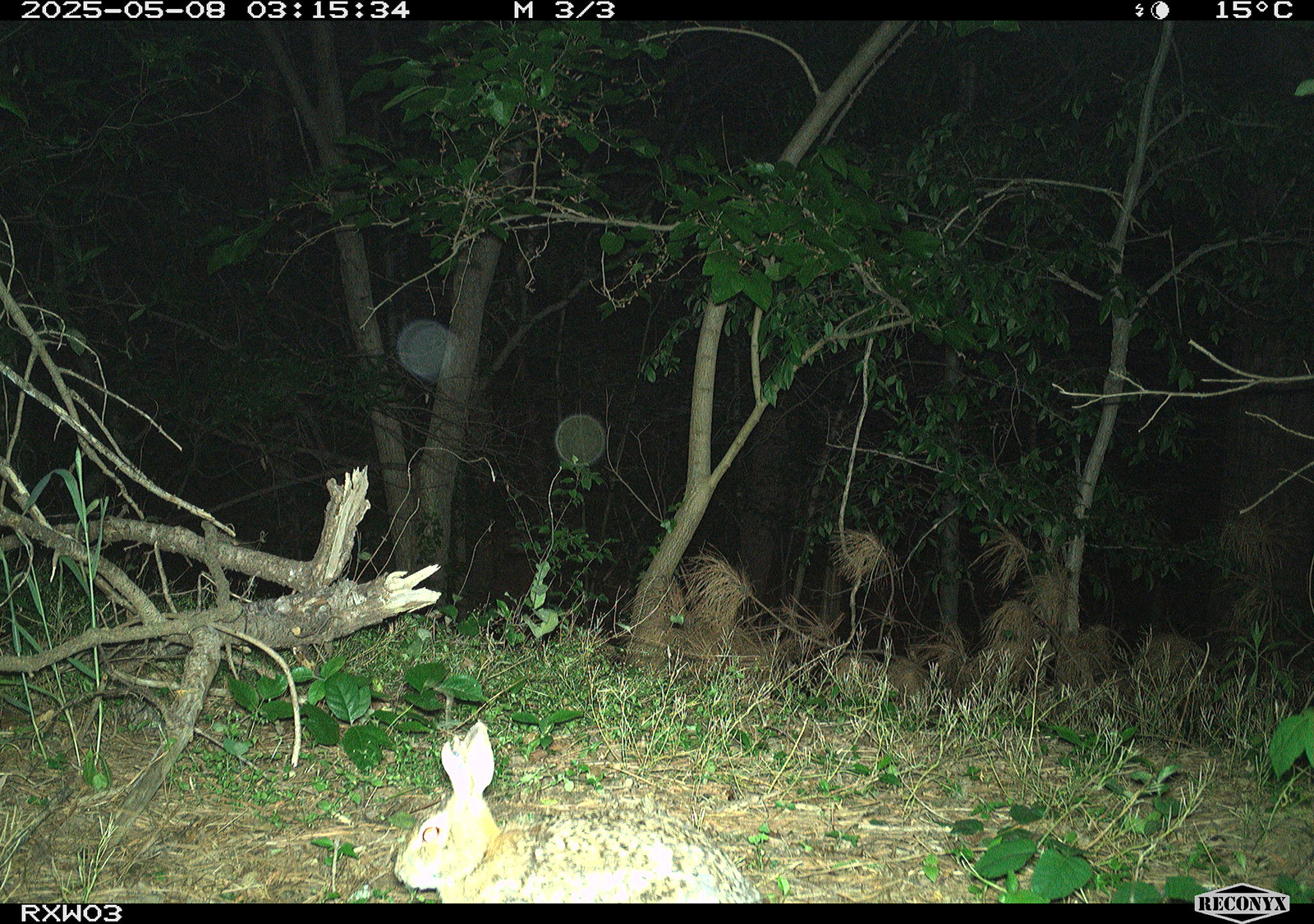 A trail camera photo of an eastern cottontail rabbit.
