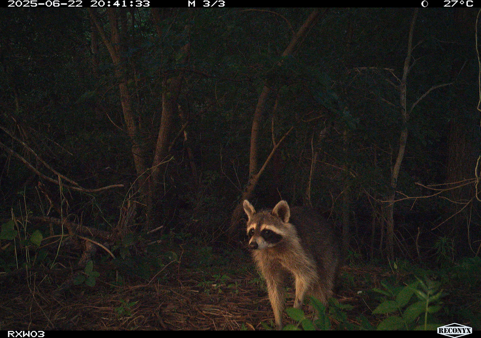 A trail camera photo of a raccoon.