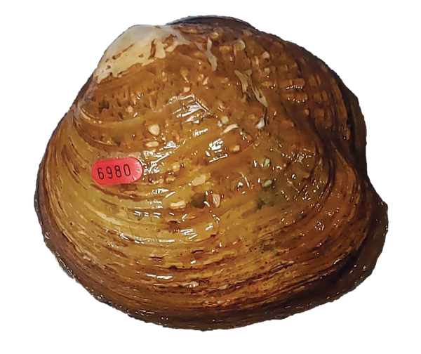 An image of an adult Appalachian monkeyface mussel with a red tag for labeling denoting it as mussel 6980