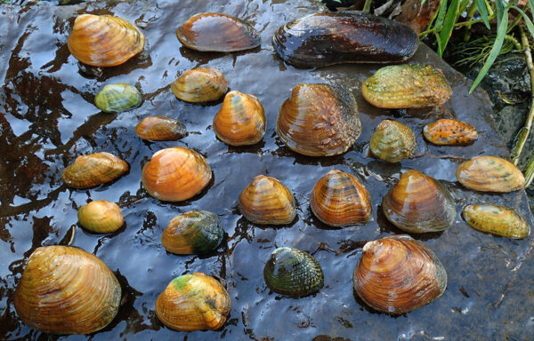 An image of a variety of mussels on a rock