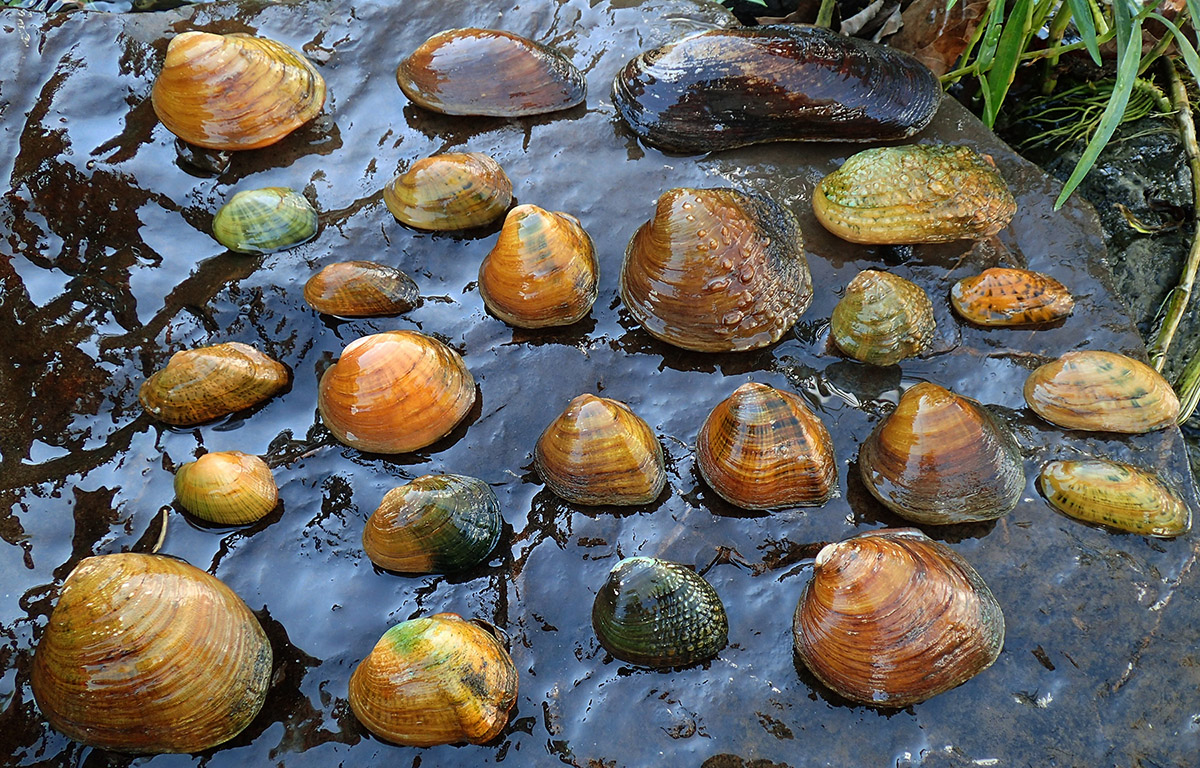 An image depicted a variety of species of mussels within the river; coupled with a remainder that Southwest Virginia has a vast diversity of mussels and that imperiled species need our protection. 