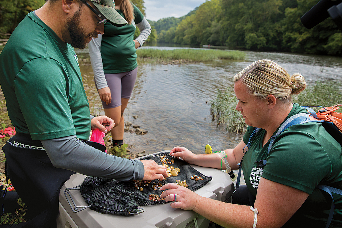An image of Appalachian monkey face mussels on a net being selected by DWR staff for release into the Clinch River