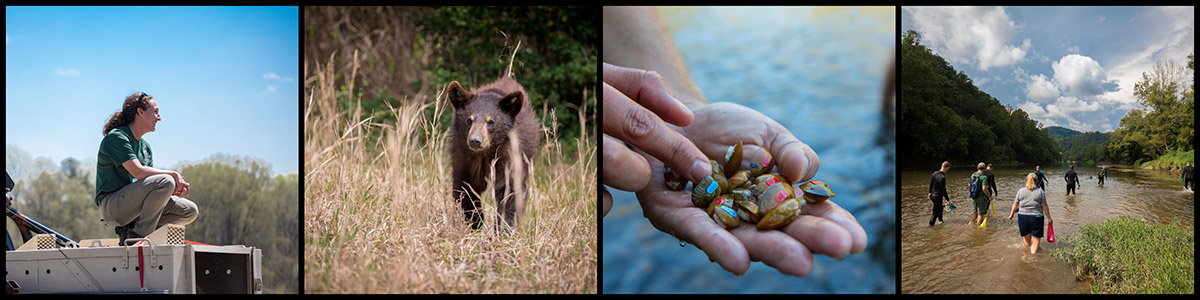 An image of a variety of pictures taken from left to right; person releasing animal from rehabilitation, bear in meadow, handful of mussels, people walking down a river 