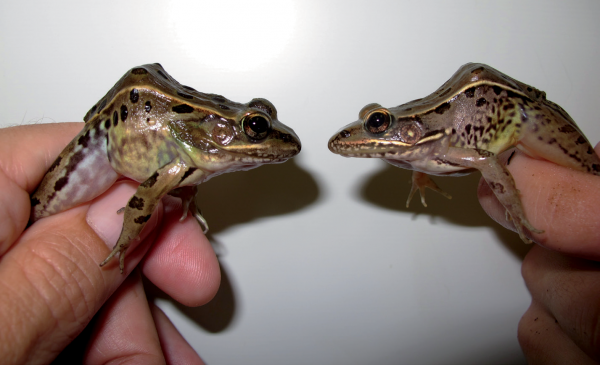 A side-by-side comparison of the two species. (Atlantic Coast Leopard Frog on the left and Southern Leopard Frog on the right.) Photo by J.D. Kleopfer.